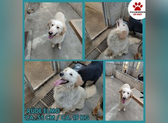 Liebevoller Mischlingsrüde Elmo wünscht sich eine Familie