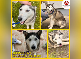 Hübsche Husky Mischlingshündin Juna sucht ihre Familie