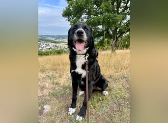 Toller Mischlingsrüde Cody sucht seine Menschen