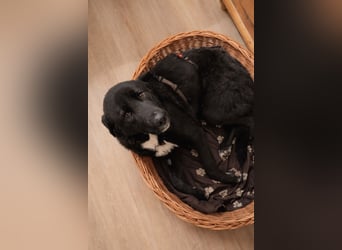 Liebe Labrador Mischlingshündin Klika sucht ihre Familie