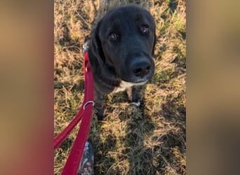 Liebe Labrador Mischlingshündin Klika sucht ihre Familie