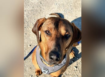 Neugieriger Brackenmischling Leon sucht sein zuhause