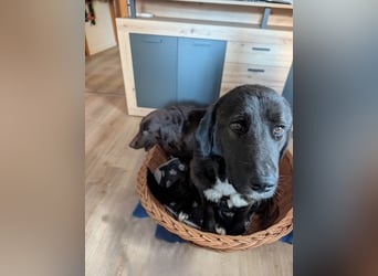 Liebe Labrador Mischlingshündin Klika sucht ihre Familie