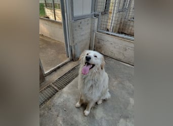 Liebevoller Mischlingsrüde Elmo wünscht sich eine Familie