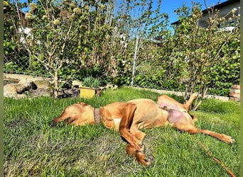 Neugieriger Brackenmischling Leon sucht sein zuhause