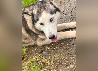 Hübsche Husky Mischlingshündin Juna sucht ihre Familie