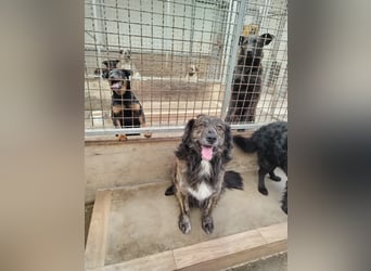 Schmusebär Balu, Mischlingsrüde, sucht seine Menschen