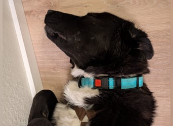 Liebe Labrador Mischlingshündin Klika sucht ihre Familie