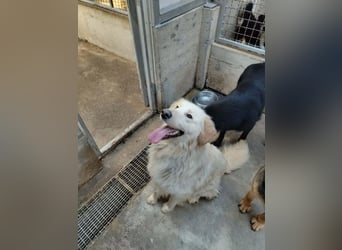 Liebevoller Mischlingsrüde Elmo wünscht sich eine Familie