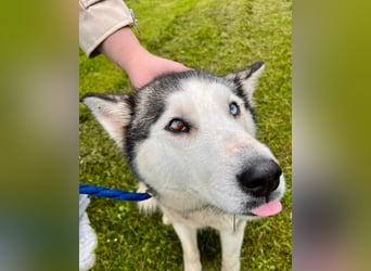Hübsche Husky Mischlingshündin Juna sucht ihre Familie