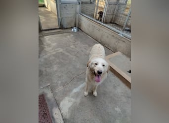 Liebevoller Mischlingsrüde Elmo wünscht sich eine Familie