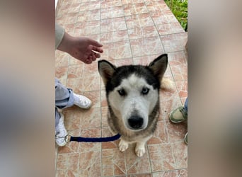 Hübsche Husky Mischlingshündin Juna sucht ihre Familie