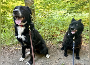 Toller Mischlingsrüde Cody sucht seine Menschen
