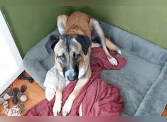 Much, ein sensibler und sehr verschmuster Begleiter sucht noch einmal ein Zuhause
