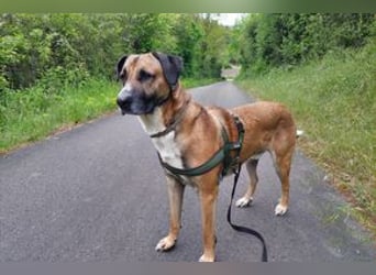 Much, ein sensibler und sehr verschmuster Begleiter sucht noch einmal ein Zuhause
