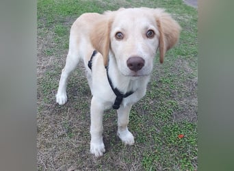 Fluffy-Boo, geb. ca. 04/2026, lebt auf einer Pflegestelle in 44651 Herne