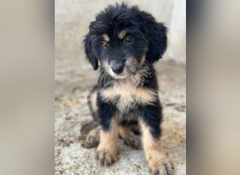 Ginger, geb. ca. 05/2026, lebt in GRIECHENLAND, im städt. Tierheim Serres