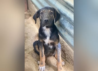 Miranda, geb. ca. 01/2026, lebt in GRIECHENLAND, auf einer privaten Pflegestelle