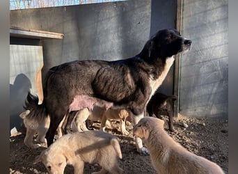 Mère, geb. ca. 03/2023, lebt in GRIECHENLAND, im städt. Tierheim Serres