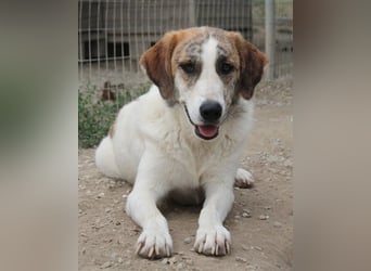 Lance, geb. ca. 02/2022, lebt in GRIECHENLAND, im städt. Tierheim Serres