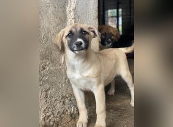 Mira, geb. ca. 12/2025, lebt in GRIECHENLAND, im städt. Tierheim Serres