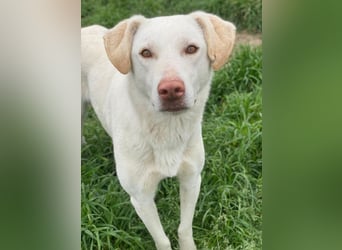 Nizza, geb. ca. 08/2022, lebt in GRIECHENLAND, im städt. Tierheim Serres