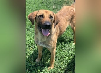 Xawi, geb. ca. 12/2019, lebt in GRIECHENLAND, im städt. Tierheim Serres