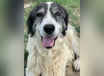 Askal, geb. ca. 07/2015, lebt in GRIECHENLAND, im städt. Tierheim Serres