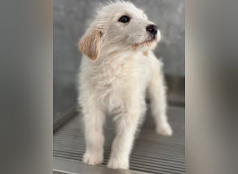 Zucker, geb. ca. 01/2026, lebt in GRIECHENLAND, auf einer privaten Pflegestelle