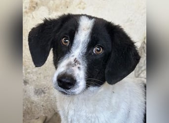 Amora, geb. ca. 03/2024, lebt in GRIECHENLAND, auf einer privaten Pflegestelle