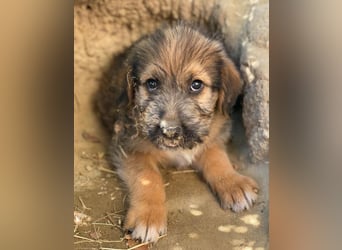 Elkoro, geb. ca. 04/2025, lebt in GRIECHENLAND, auf einer privaten Pflegestelle