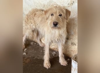 Susan, geb. ca. 04/2024, lebt in GRIECHENLAND, auf einer privaten Pflegestelle