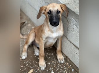 Cindy, geb. ca. 03/2026, lebt in GRIECHENLAND, im städt. Tierheim Serres