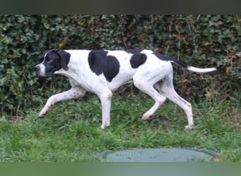 Attila, geb. ca. 08/2024, lebt auf einer Pflegestelle in 67735 Mehlbach