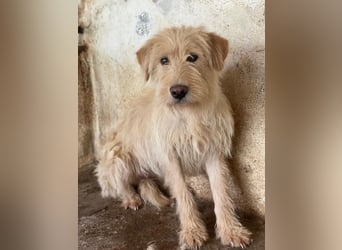 Susan, geb. ca. 04/2024, lebt in GRIECHENLAND, auf einer privaten Pflegestelle