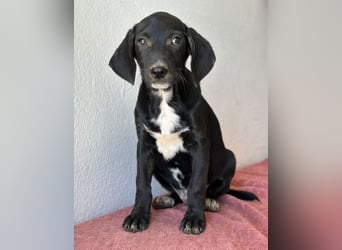 Smokey, geb. 08.06.2026, lebt in GRIECHENLAND, auf einer privaten Pflegestelle