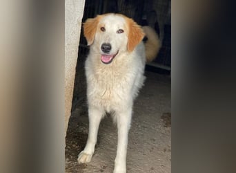 Tobby, geb. ca. 11/2022, lebt in GRIECHENLAND, im städt. Tierheim Serres