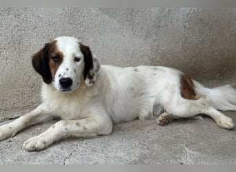 Fidi, geb. ca. 08/2025, lebt in GRIECHENLAND, im städt. Tierheim Serres