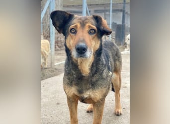 Violetta, geb. ca. 09/2018, lebt in GRIECHENLAND, im städt. Tierheim Serres