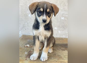 Sissy, geb. ca. 03/2026, lebt in GRIECHENLAND, auf einer privaten Pflegestelle