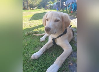 Fluffy-Boo, geb. ca. 04/2026, lebt auf einer Pflegestelle in 44651 Herne