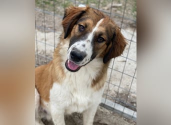 Barkley, geb. ca. 10/2024, lebt in GRIECHENLAND, auf einer privaten Pflegestelle