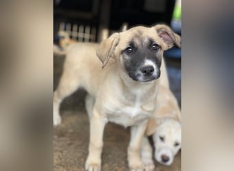 Mira, geb. ca. 12/2025, lebt in GRIECHENLAND, im städt. Tierheim Serres