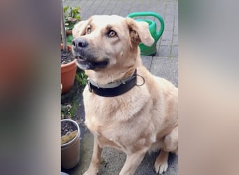 Fanta, geb. ca. 05/2017, lebt bei einer Familie in 48317 Drensteinfurt, Vermittlungshilfe