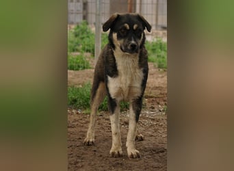 Susi, geb. ca. 09/2022, lebt in GRIECHENLAND, im städt. Tierheim Serres