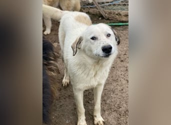  Maximus, geb. ca. 04/2024, lebt in GRIECHENLAND, im städt. Tierheim Serres   