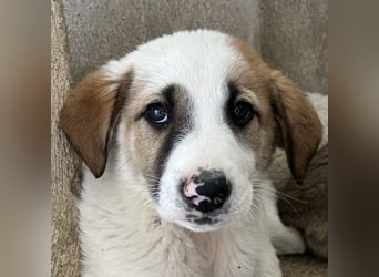 Amon, geb. ca. 02/2026, lebt in GRIECHENLAND, im städt. Tierheim Serres