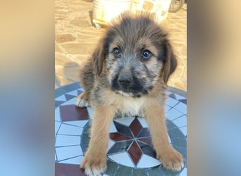 Elkoro, geb. ca. 04/2025, lebt in GRIECHENLAND, auf einer privaten Pflegestelle