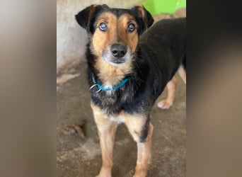 Tizian, geb. ca. 04/2022, lebt in GRIECHENLAND, auf einer privaten Pflegestelle