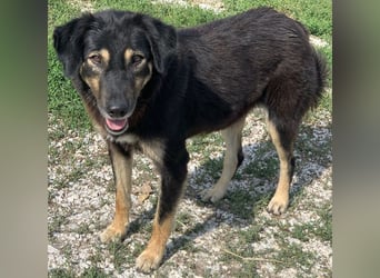 Lavinia, geb. ca. 06/2019, lebt in GRIECHENLAND, im städt. Tierheim Serres